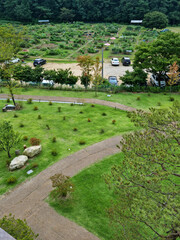 Canvas Print -  It is a park landscape with grass.