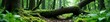 © suchetpong - Dense foliage surrounds a fallen tree trunk on forest floor, nature, woods, landscape