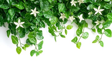 Wall Mural - Jasmine branch with flowers and leaves isolated on white background.