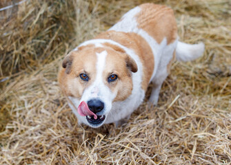 Wall Mural - A dog is licking its tongue in a field of hay