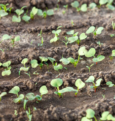 Wall Mural - A field of green plants with dirt in between