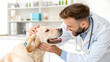 © vinona - Pet care essentials a veterinarian's guide to dog wellness clinic digital content bright environment close-up view health tips