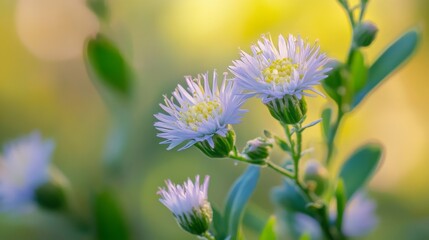 close-up of kanna (sceletium tortuosum) plant blossoming in nature