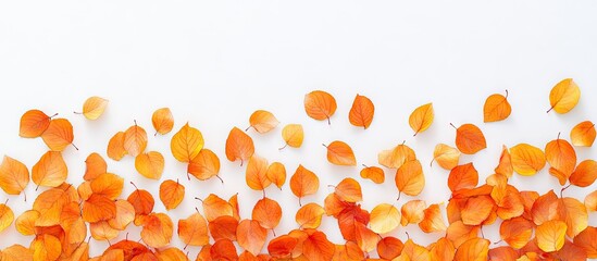 Poster - Autumn leaves scattered on white background with warm shades of orange and yellow creating a vibrant seasonal texture and visual appeal.