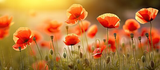 Leinwandbilder - Vibrant field of blooming red poppies swaying gently in the breeze under a warm golden sunlight with soft blurred background and green foliage.