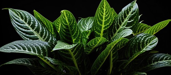 Fototapete - Lush green Dieffenbachia plant with large variegated leaves against a solid black background, showcasing rich textures and vibrant colors.