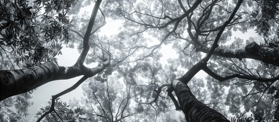 Fototapete - Majestic black and white view of towering trees with intricate branches reaching upwards against a bright sky, creating a serene atmosphere.