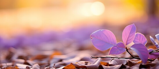 Fototapete - Purple leaves illuminated by soft yellow light creating a dreamy blurred effect, with autumn foliage in warm tones scattered in the background.