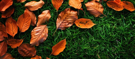 Fototapete - Dry brown leaves scattered on vibrant green grass creating a natural background with ample copy space for text or branding use.