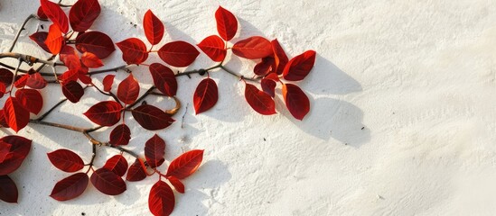 Leinwandbilder - Vibrant red ketapang leaves arranged artistically on a textured white sandy background with soft shadows creating a serene and elegant atmosphere