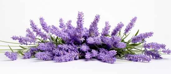 Aufkleber - Lavender flowers bundle in vibrant purple tones arranged horizontally against a clean white background showcasing floral beauty and elegance