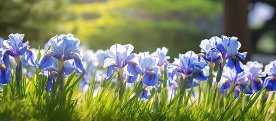 Aufkleber - Vibrant blue and white irises gracefully blooming in a lush green garden under soft sunlight highlighting their delicate petals.