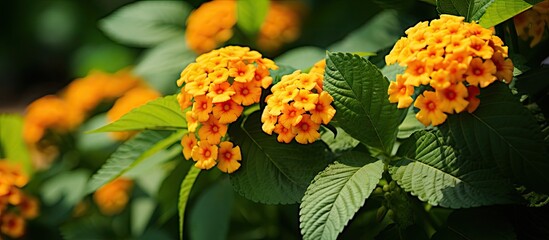 Aufkleber - Vibrant clusters of yellow and orange Lantana flowers emerging from green leaves in a tropical garden setting, captured in natural sunlight.