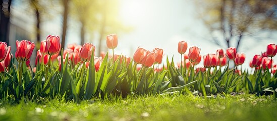 Aufkleber - Vibrant red tulips blooming on a sunlit lawn with lush green grass under a clear blue sky in a peaceful spring setting.