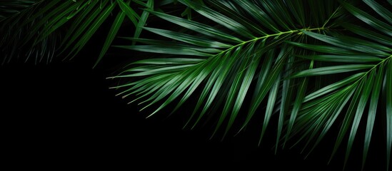 Aufkleber - Lush green palm tree leaves arranged diagonally on a black background creating a vibrant contrast showcasing nature's elegance and serenity.