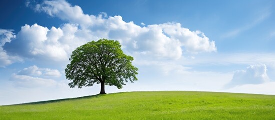 Aufkleber - Lush green meadow with a solitary large linden tree on a gentle hillside under a bright blue sky dotted with fluffy clouds during summer.