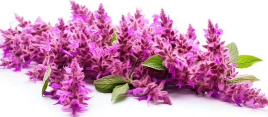 Aufkleber - Vibrant clusters of purple clary sage inflorescences arranged diagonally with green leaves against a clean white background for botanical display