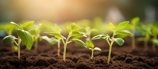 Poster - Fresh green perilla seedlings sprouting from rich, dark soil in a rural garden with soft sunlight casting a warm glow in the background.