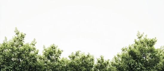 Fototapete - Lush green tree tops arranged evenly against a bright white background, creating a serene and open atmosphere in a natural setting.