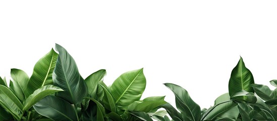 Aufkleber - Lush green tropical leaves arranged at the top of a white background creating ample copy space for text or design elements.