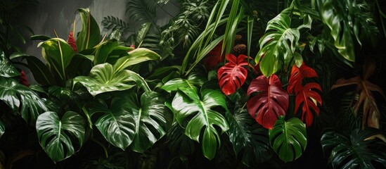 Poster - Vibrant Philodendron leaves in lush tropical setting featuring dark green foliage with contrasting red hues, arranged densely for visual appeal