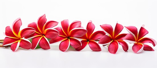 Aufkleber - Vibrant red frangipani plumeria flowers arranged in a row against a clean white background showcasing their vivid colors and delicate petals