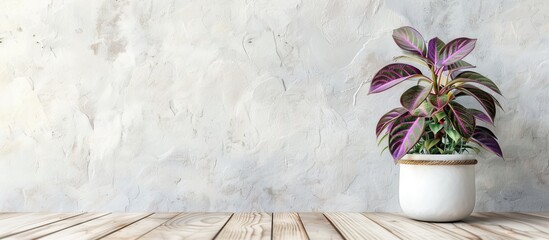 Poster - Houseplant in white pot displaying vibrant green and purple leaves on textured grey wall background, wooden table surface on left side.