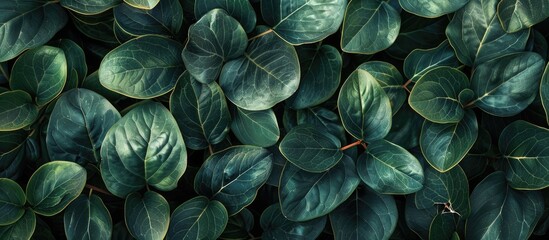Leinwandbilder - Vibrant green leaves of Saribus rotundifolius showcased in a dense arrangement with ample dark background for copy space and detailed texture visible.