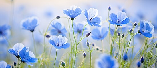 Aufkleber - Blue flax flowers in soft focus, delicate petals in light blue, scattered among green stems, with a gentle blurred background creating a serene atmosphere.