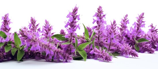 Aufkleber - Clary sage inflorescences with vibrant purple flowers and green leaves arranged horizontally on a white background showcasing natural beauty.