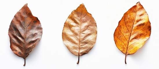 Leinwandbilder - Three isolated autumn leaves in shades of brown and orange against a white background, showcasing their unique textures and shapes.