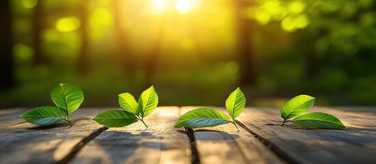 Aufkleber - Wooden table surface with green leaves arranged in a row, softly illuminated by sunlight, against a blurred lush garden backdrop.