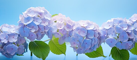 Aufkleber - Soft blue background with a delicate row of light purple hydrangea flowers, showcasing lush green leaves, ideal for summer floral designs.