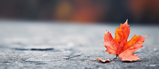 Fototapete - Vibrant orange red maple leaf positioned on dark asphalt surface showcasing delicate textures with blurred autumn background in soft focus.