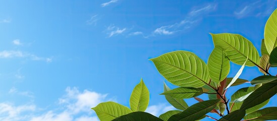 Poster - Lush green salak leaves in the foreground with vibrant blue sky and fluffy white clouds creating a serene and fresh atmosphere