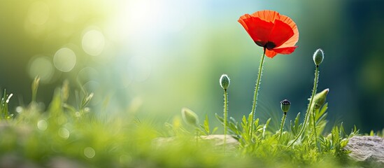 Leinwandbilder - Vibrant red poppy flower stands tall amidst lush green grass with soft sunlight creating a dreamy background showcasing nature's beauty.
