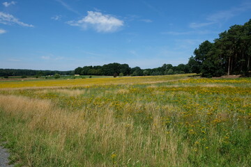 Wall Mural - FU 2023-07-15 Wanderheide 351 Weitläufiger Blick über einen Blumenwiese auf den Wald