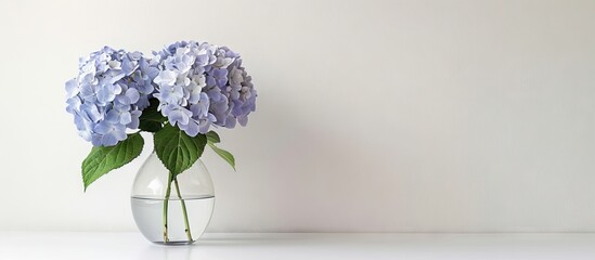 Aufkleber - Minimalist still life of blue violet lilac hydrangea flowers in a clear vase on a light grey backdrop with ample copy space on the right
