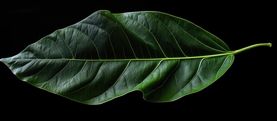 Aufkleber - Tropical Black Bat Flower leaf with rich green tones on a dark background, elongated oval shape with prominent veins and smooth texture.