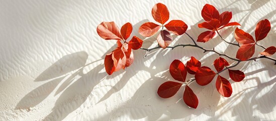 Aufkleber - Vibrant red ketapang leaves from Terminalia catappa branch elegantly arranged on a soft white sandy background with gentle shadows.