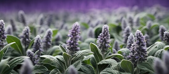 Poster - Close-up of purple lamb's ears Stachys byzantina Silver Carpet showcasing woolly green leaves with blurred purple foliage in the background