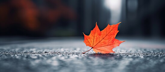 Leinwandbilder - Vibrant orange-red maple leaf centered on wet asphalt with a blurred background showcasing soft focused urban elements and autumn ambiance.