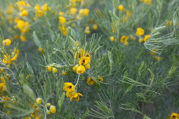 Wall Mural - Vibrant Yellow Wildflowers in Full Bloom