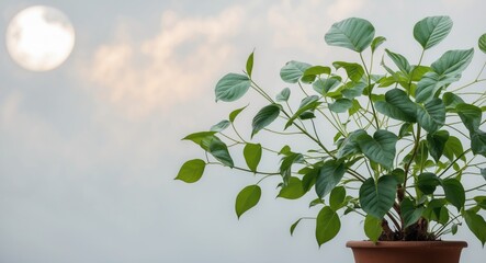 Wall Mural - lush green plant illuminated by soft morning light against a neutral background with space for text 