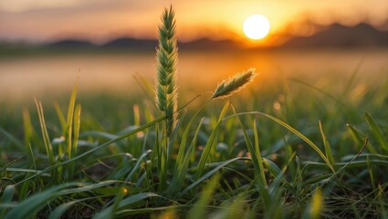 Wall Mural - sunset over dewy grass with bright sun rays shining through, creating a serene natural landscape in 