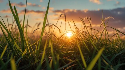 Sticker - Sunlit Grass Against a Vibrant Sunset Sky with Clouds and Warm Tones in a Natural Landscape Scene.