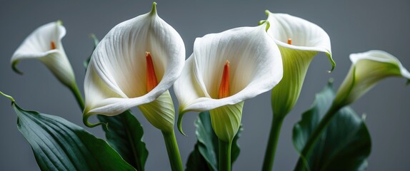 Poster - elegant white calla lilies displaying delicate petals and vibrant orange centers with lush green lea