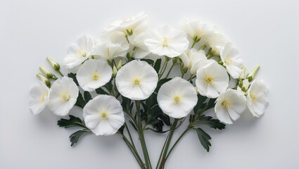 Wall Mural - delicate white margaret flowers lying on a white background with ample space for text overlay and de