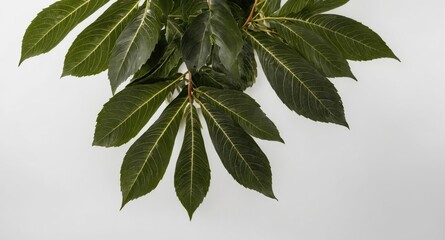 Wall Mural - Fresh Green Tree Leaves Isolated on White Background with Ample Space for Text or Design Elements