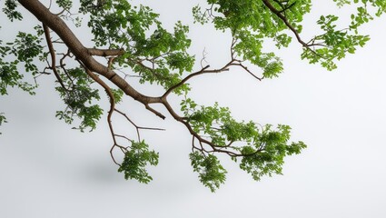 Wall Mural - Green tree branches with lush leaves isolated on a clean white background for nature and botanical themed designs or illustrations.